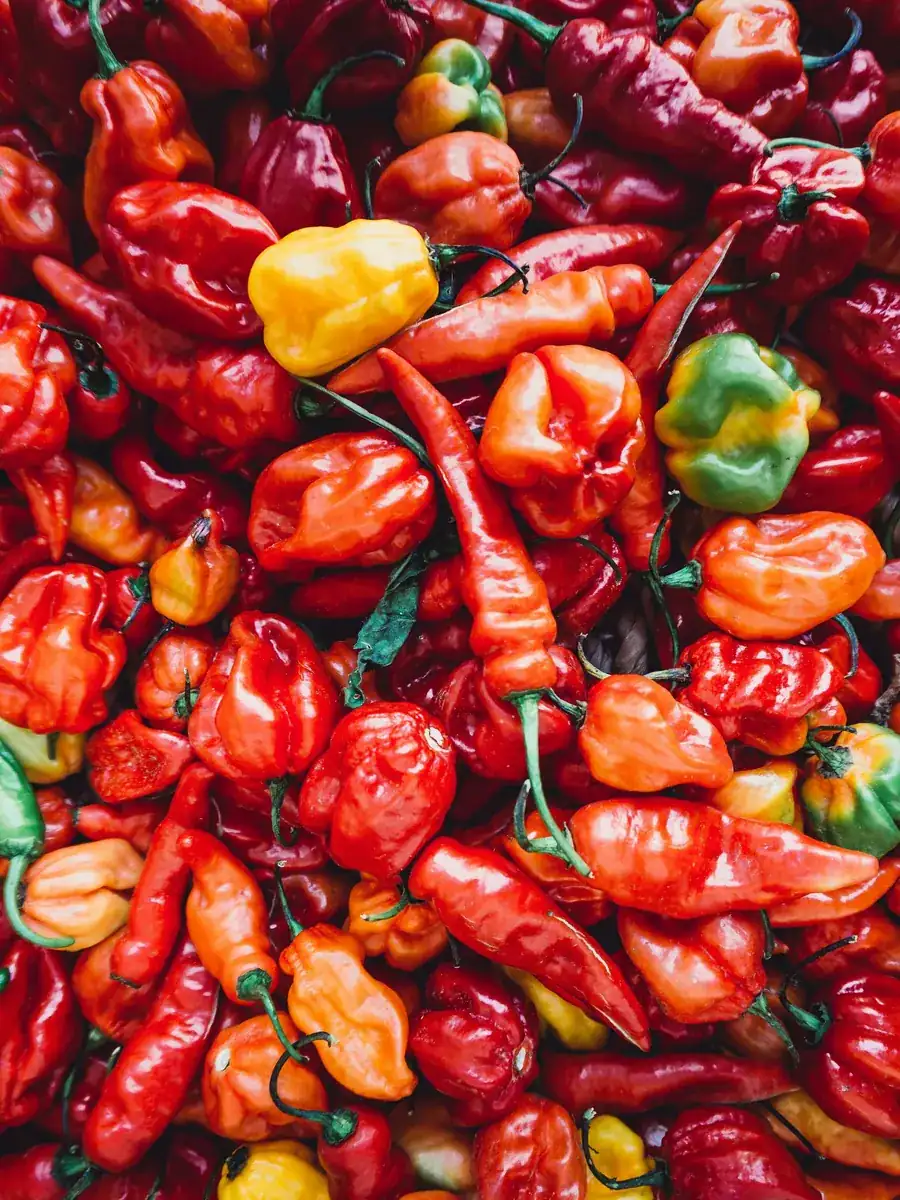 A dense pile of red and orange chillies